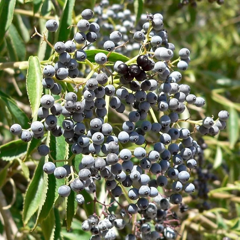 Blue Elderberry Fruit Seeds