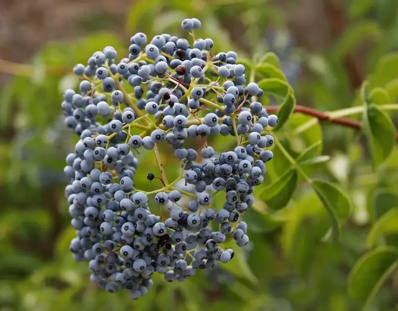 Blue Elderberry Fruit Seeds