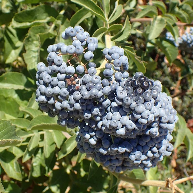 Blue Elderberry Fruit Seeds