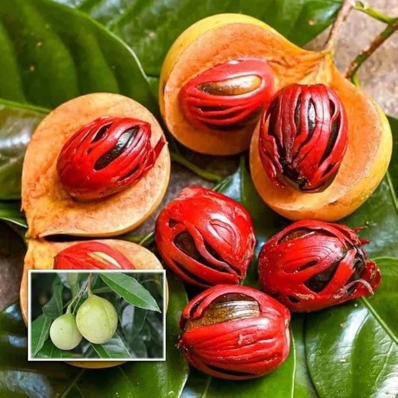 Nutmeg Tree Seeds