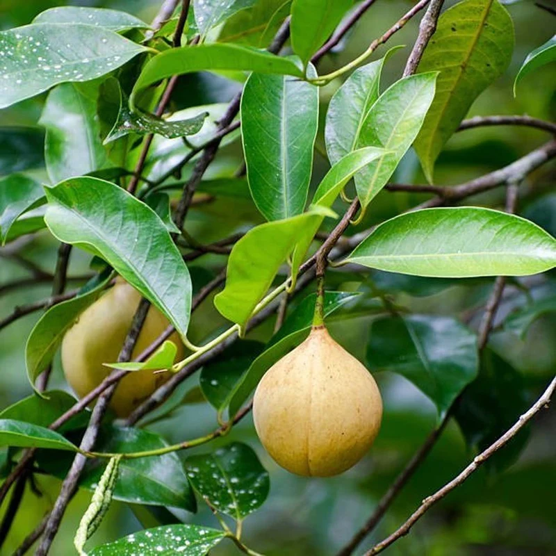 Nutmeg Tree Seeds