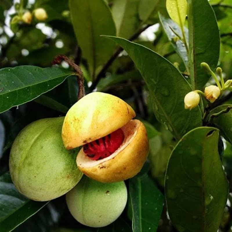 Nutmeg Tree Seeds
