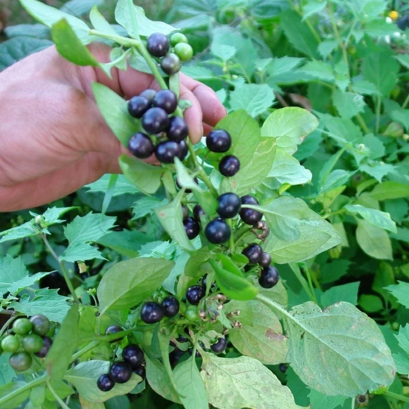 Garden Huckleberry Fruit Seeds