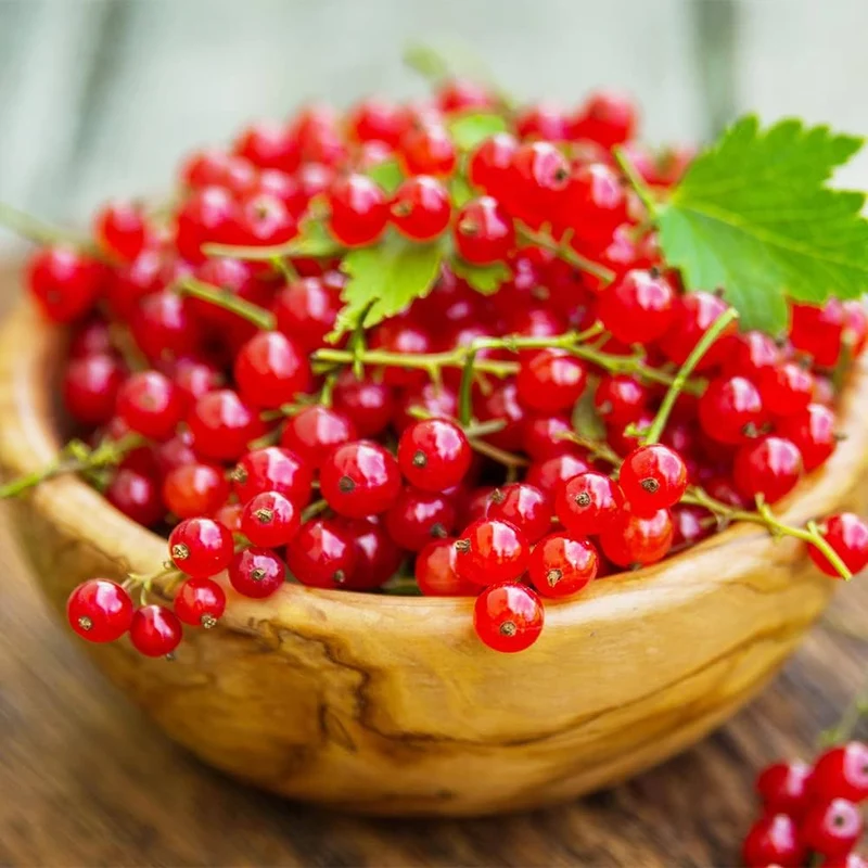 Red Wax Currant Fruit Seeds