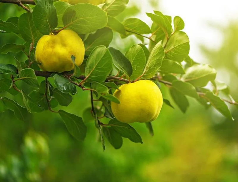 Flowering Quince Fruit Seeds