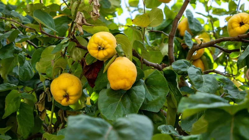 Flowering Quince Fruit Seeds