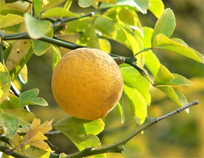 Hardy Orange Tree Seeds