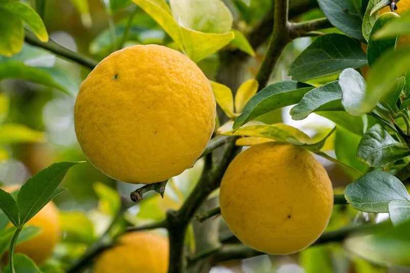 Hardy Orange Tree Seeds