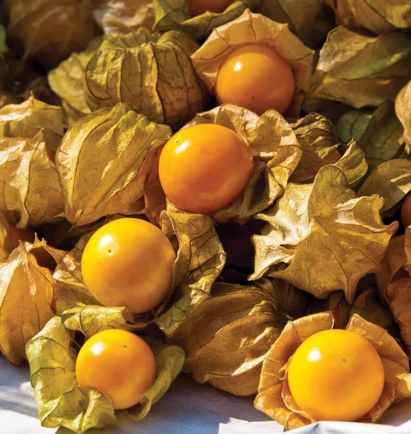 Organic Ground Cherry Seeds