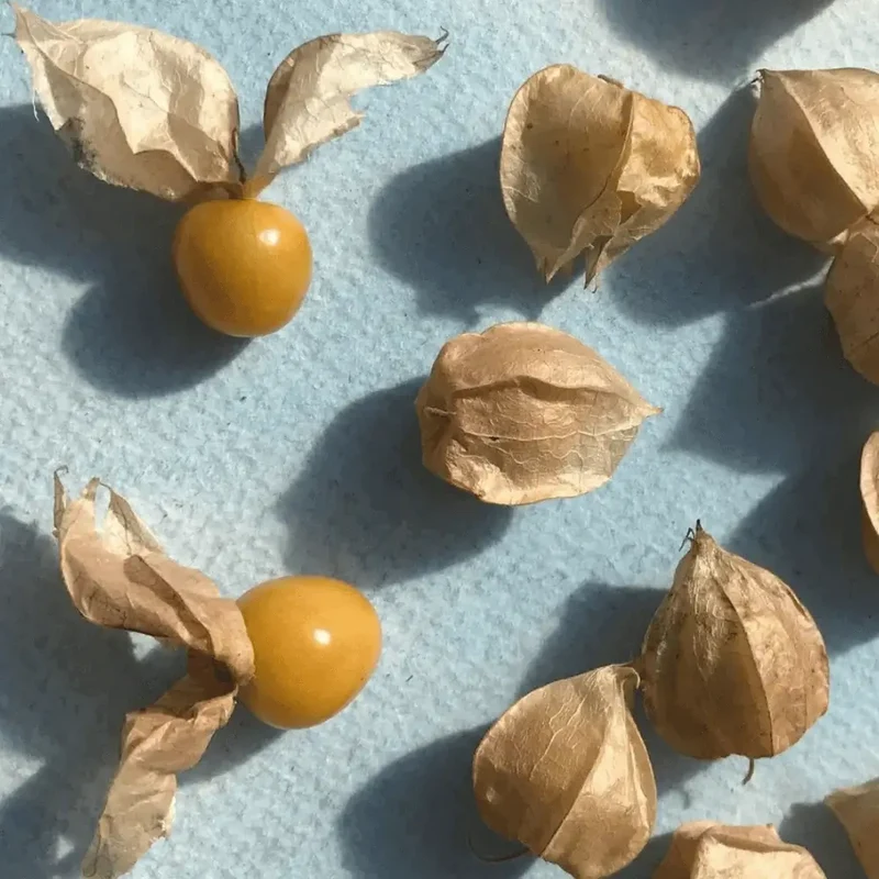 Organic Ground Cherry Seeds