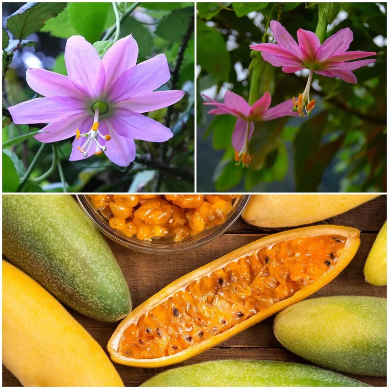 Banana Passion Fruit Seeds