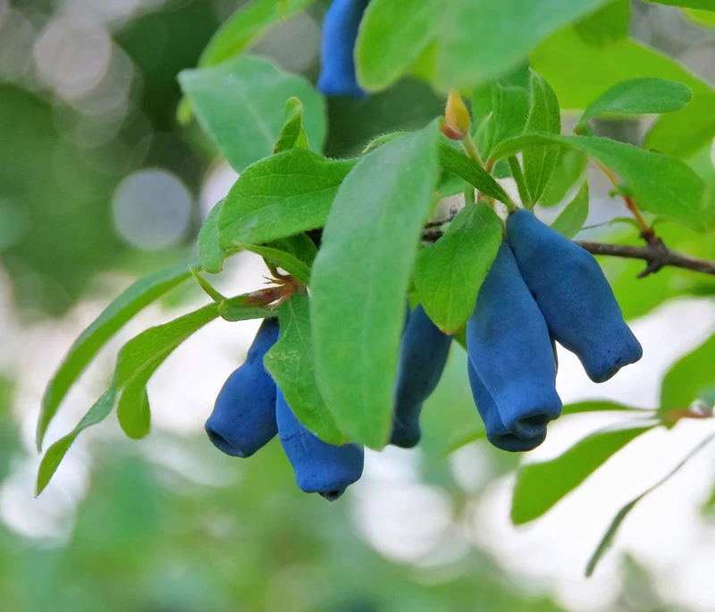 Honeyberry Fruit Seeds