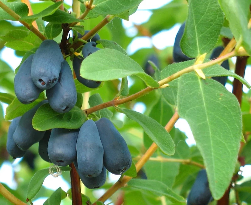 Honeyberry Fruit Seeds