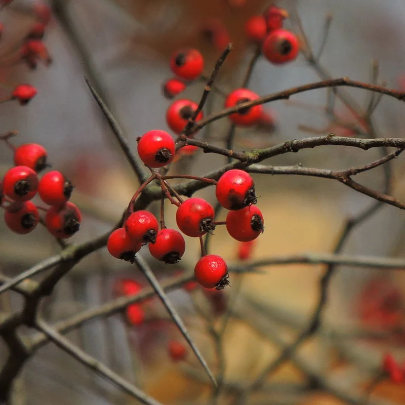 Washington Hawthorn Seeds