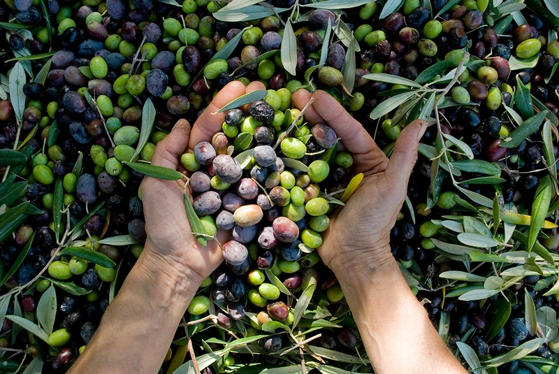Canino Olive Tree Seeds