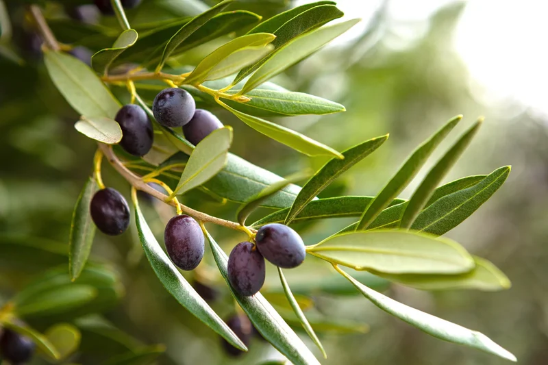 Canino Olive Tree Seeds