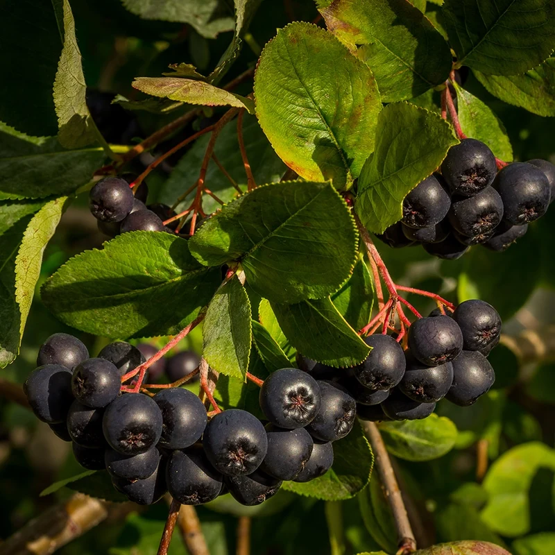 Black Chokeberry Fruit Seeds