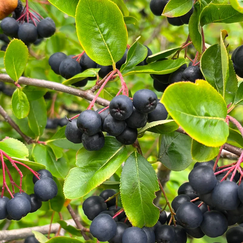 Black Chokeberry Fruit Seeds