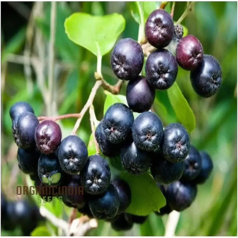 Black Chokeberry Fruit Seeds