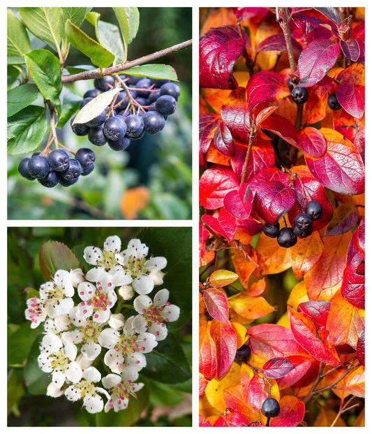 Black Chokeberry Fruit Seeds