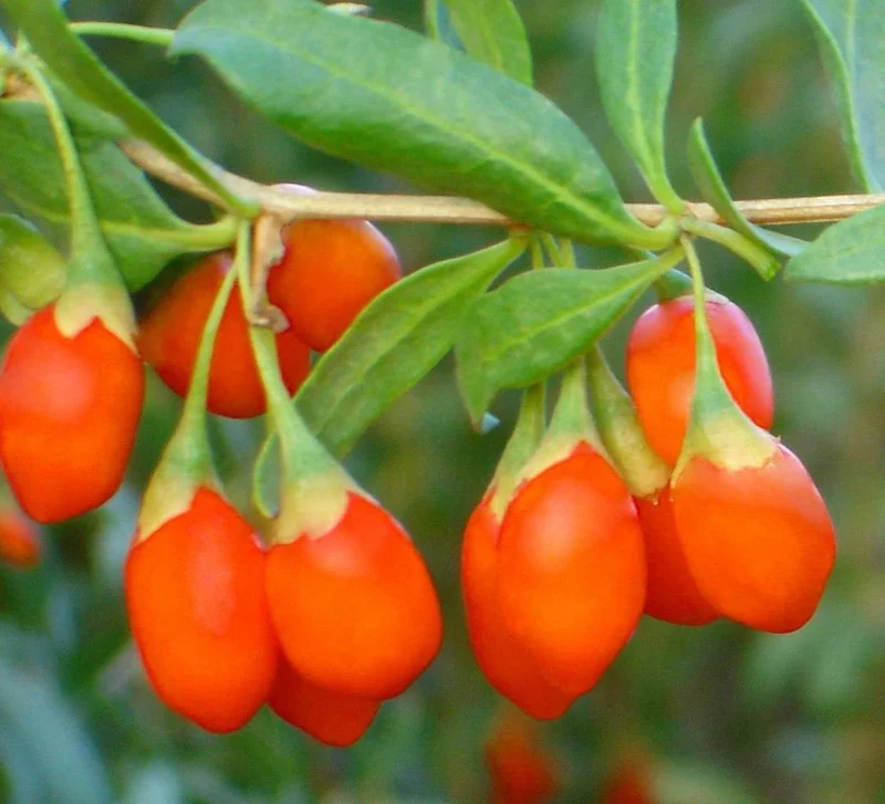 Himalayan Tibetan Goji Berry Fruit Seeds
