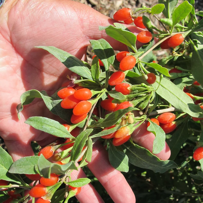 Himalayan Tibetan Goji Berry Fruit Seeds