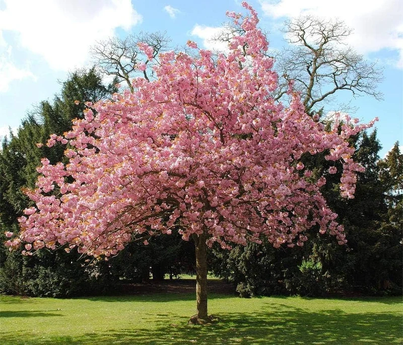 Japanese Flowering Cherry Seeds