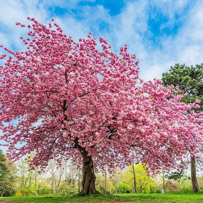 Japanese Flowering Cherry Seeds
