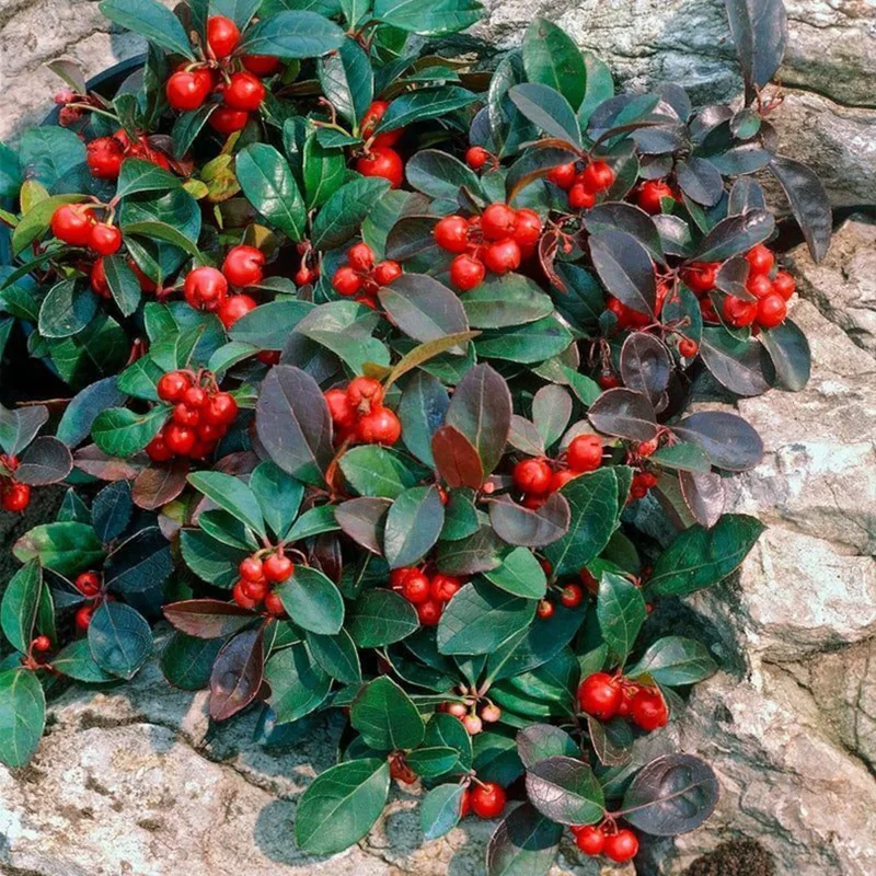 Creeping Wintergreen Seeds