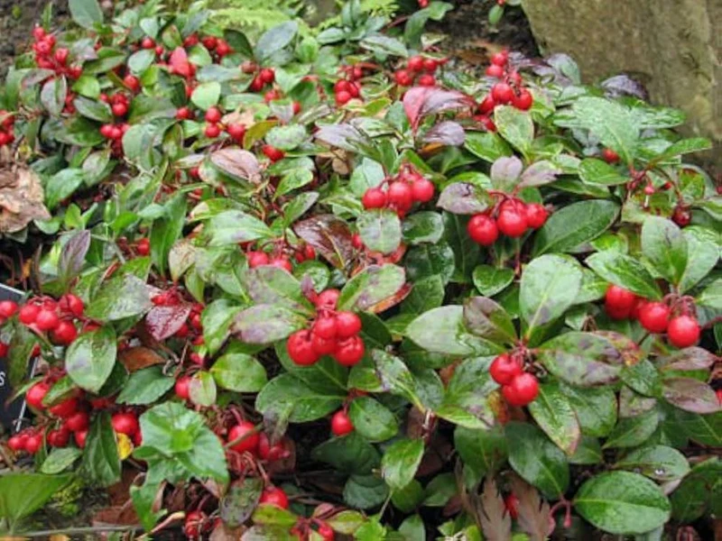 Creeping Wintergreen Seeds