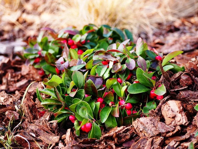 Creeping Wintergreen Seeds
