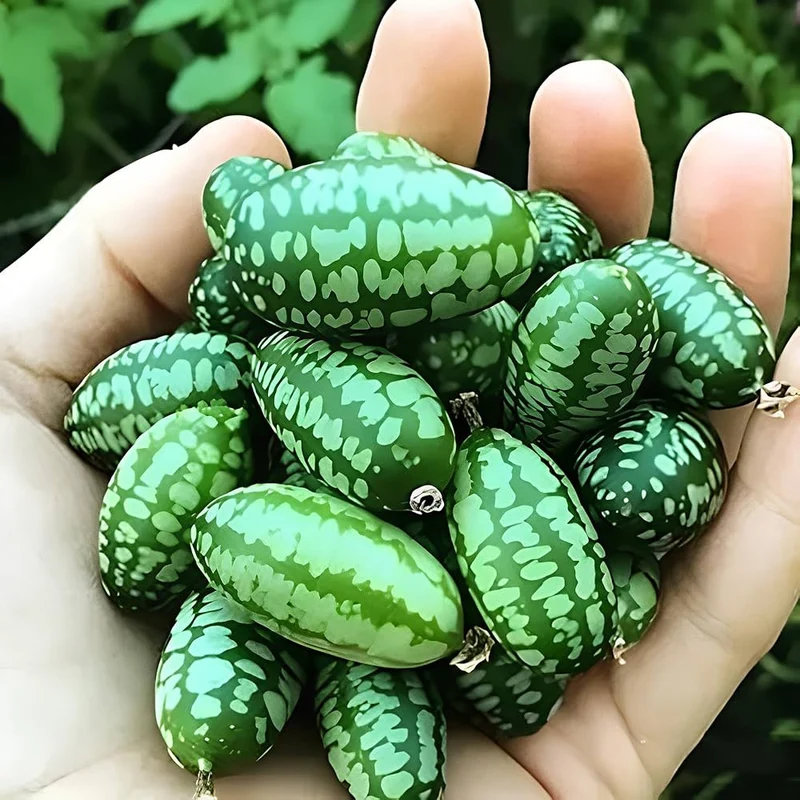 Cucamelon Fruit Seeds