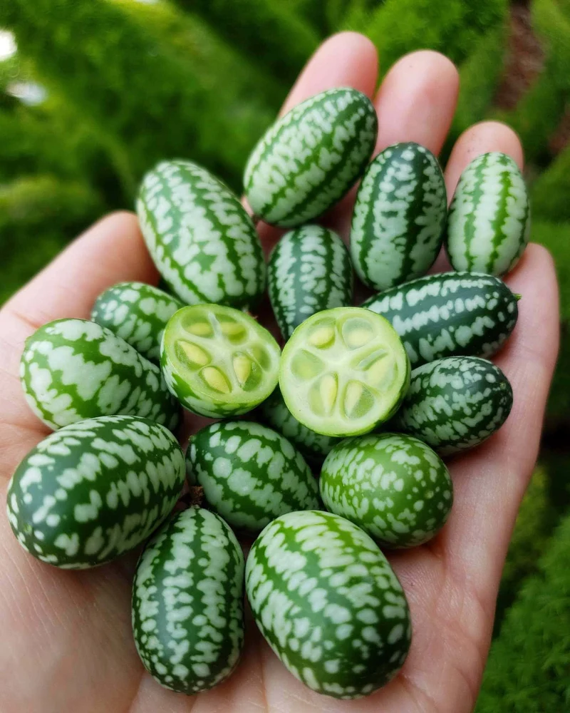 Cucamelon Fruit Seeds