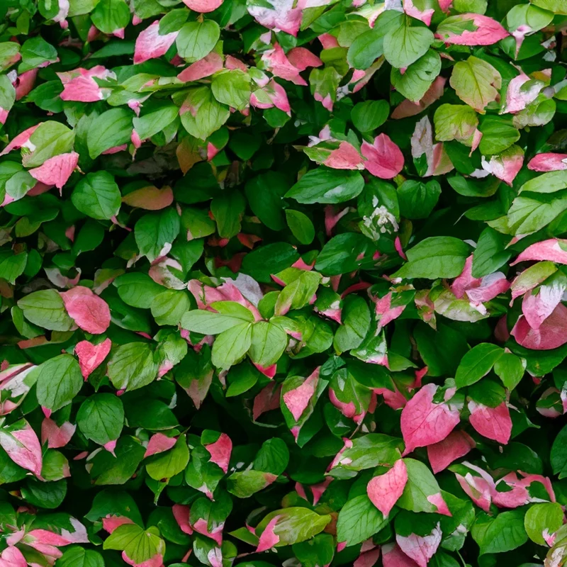 Variegated Arctic Beauty Kiwi Fruit Seeds