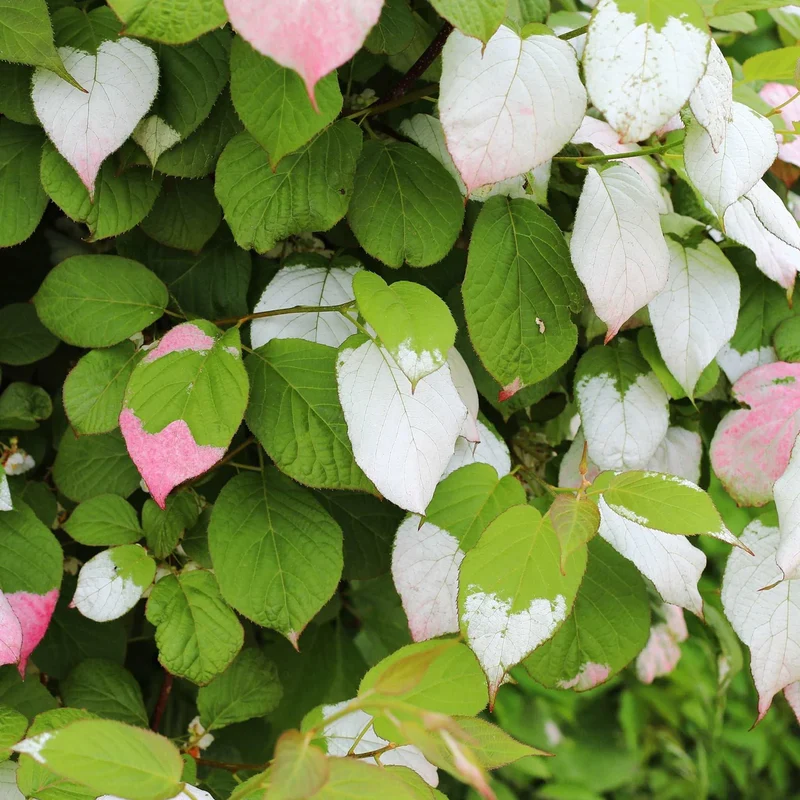 Variegated Arctic Beauty Kiwi Fruit Seeds