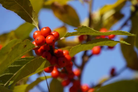 Spicebush Red Berry Seeds