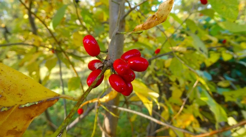 Spicebush Red Berry Seeds