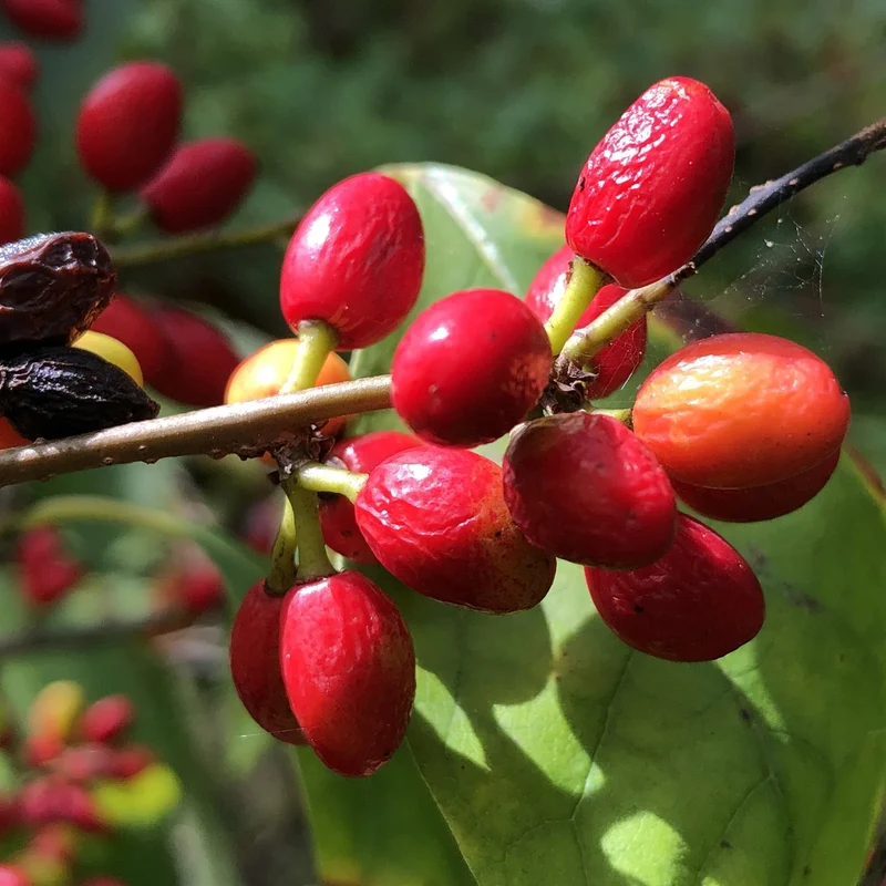 Spicebush Red Berry Seeds