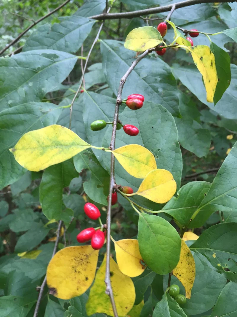 Spicebush Red Berry Seeds