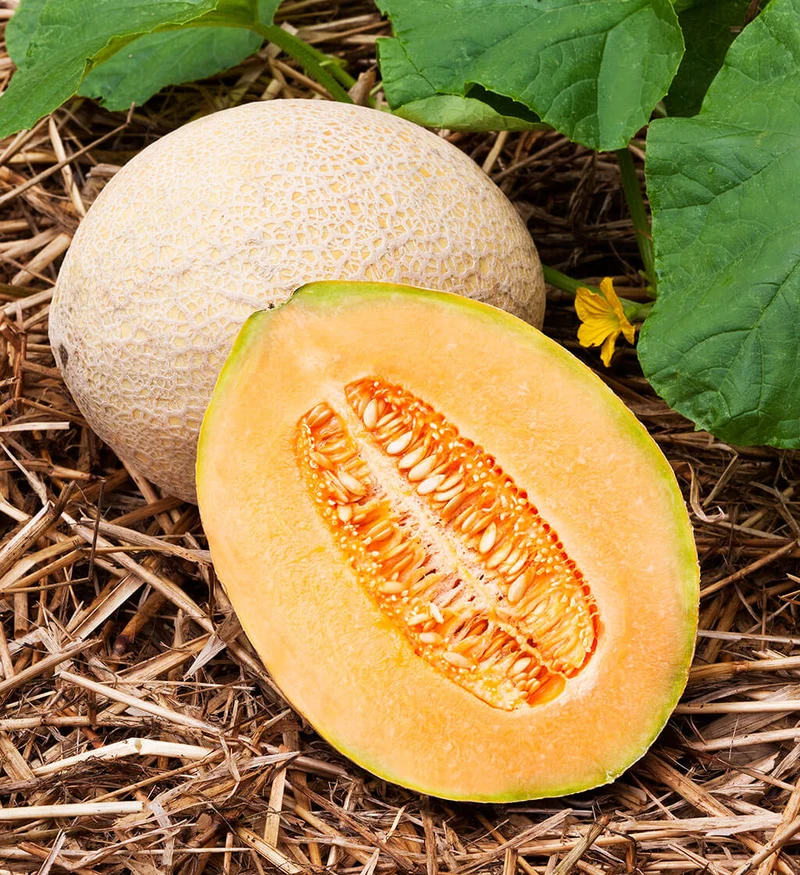 Hale's Best Jumbo Cantaloupe Seeds