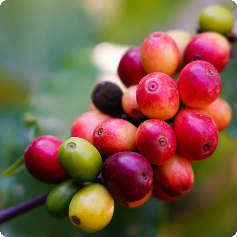 Arabica Coffee Tree Seeds