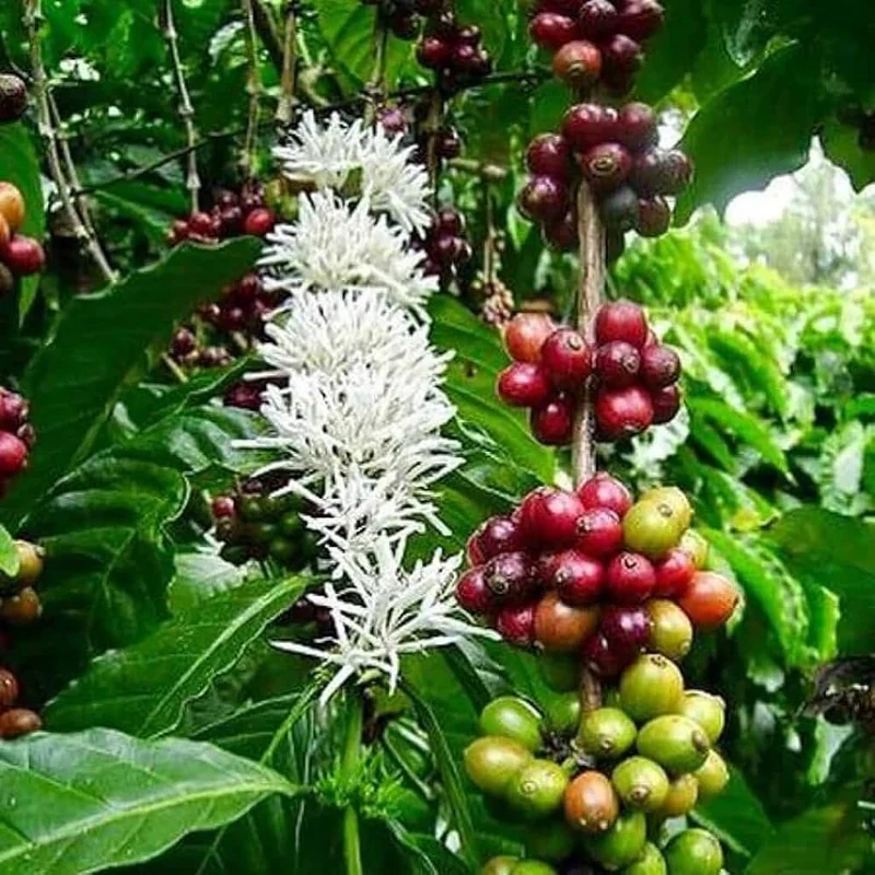Arabica Coffee Tree Seeds