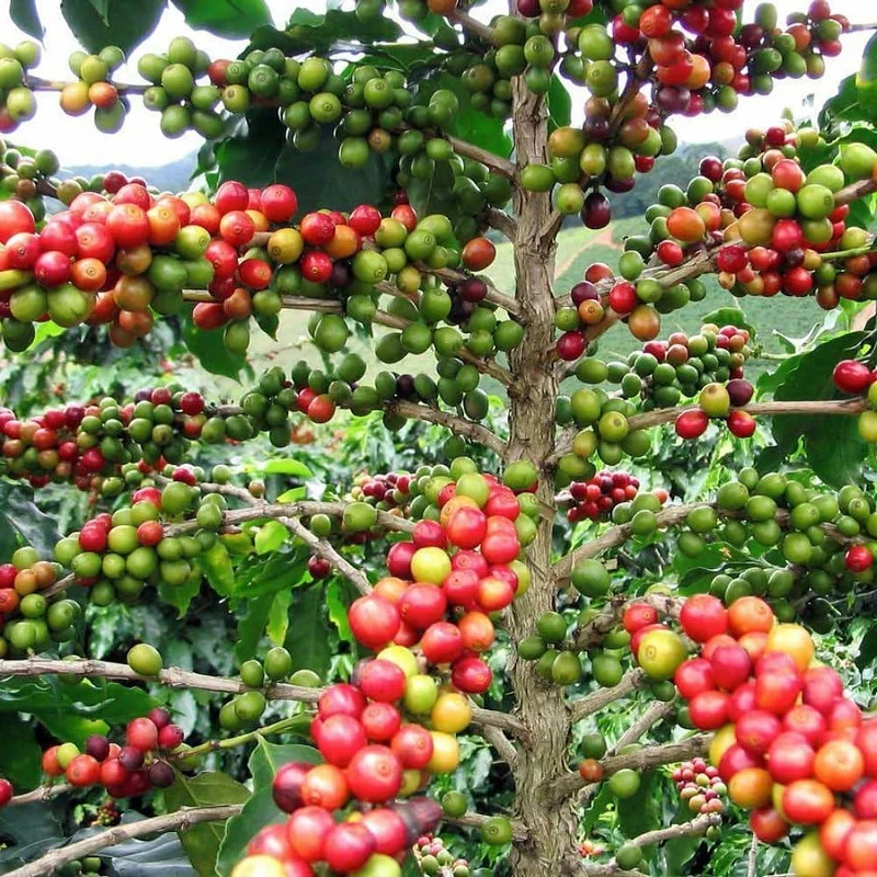 Arabica Coffee Tree Seeds