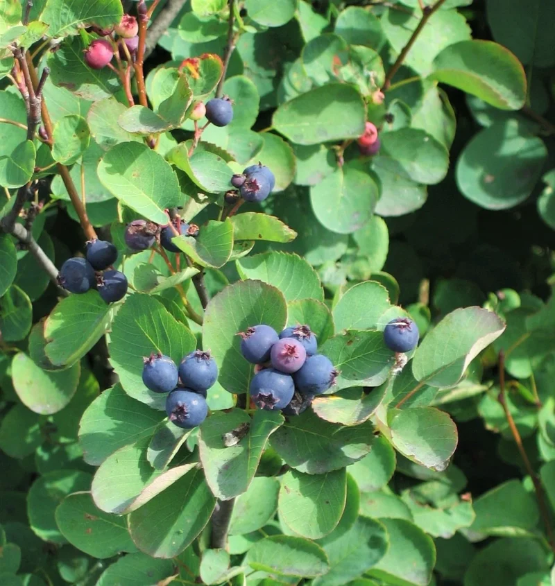 Saskatoon Serviceberry Shrub Seeds