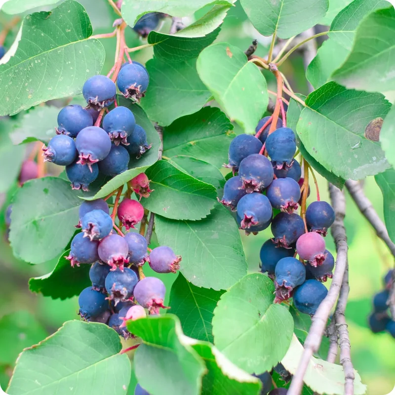 Saskatoon Serviceberry Shrub Seeds