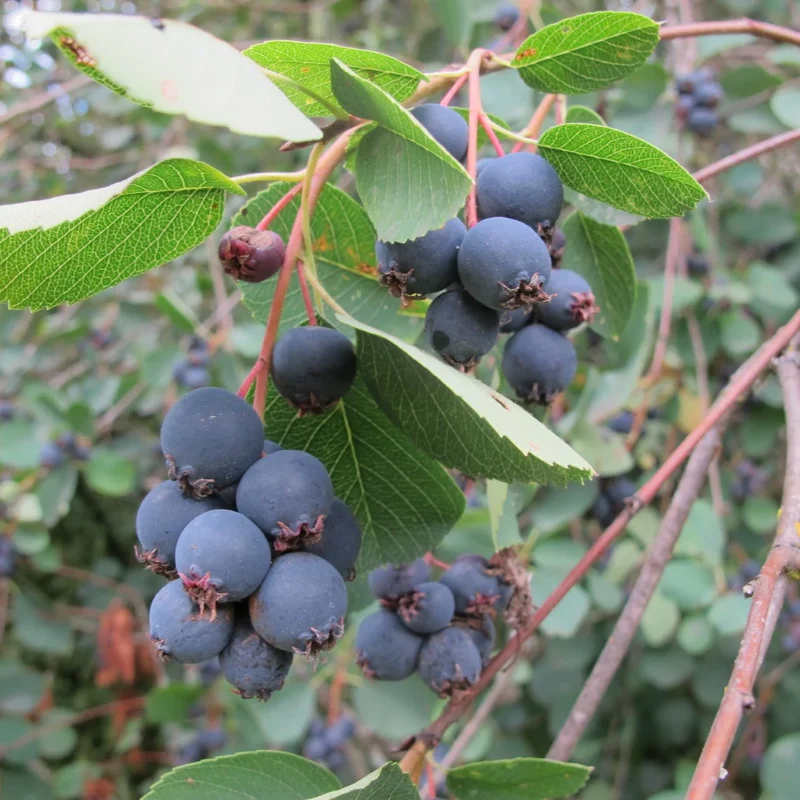 Saskatoon Serviceberry Shrub Seeds