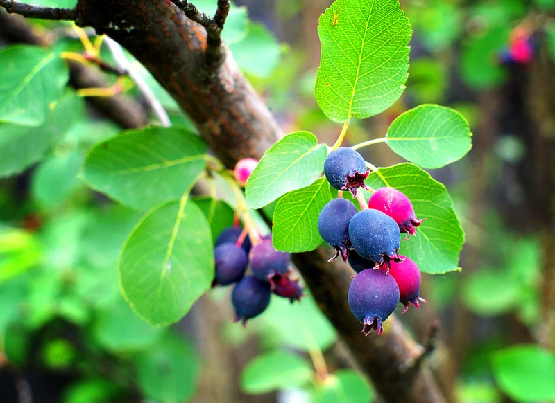 Saskatoon Serviceberry Shrub Seeds