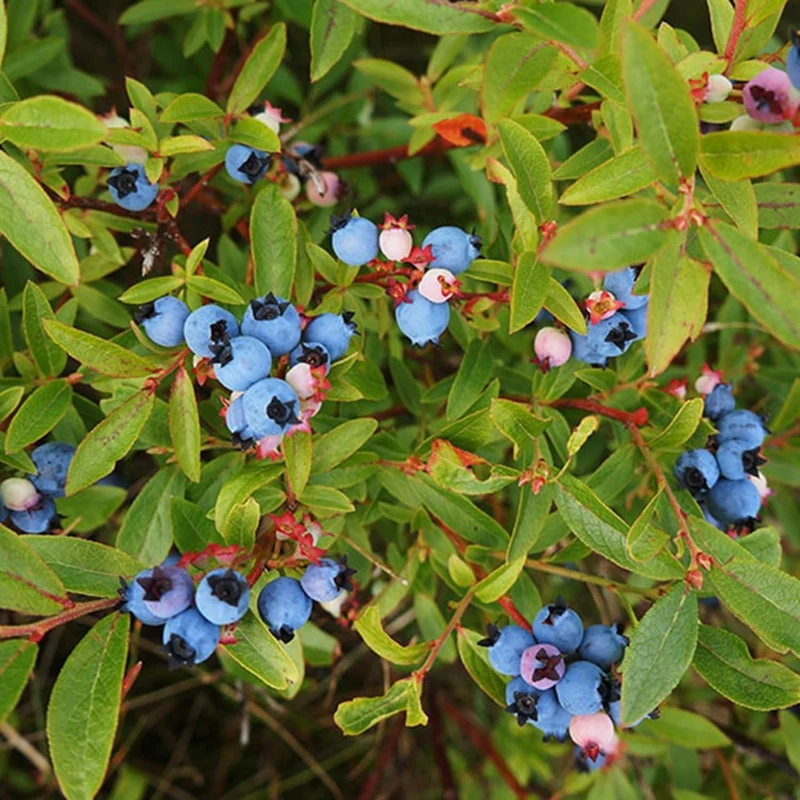 Lowbush Blueberry Shrub Seeds