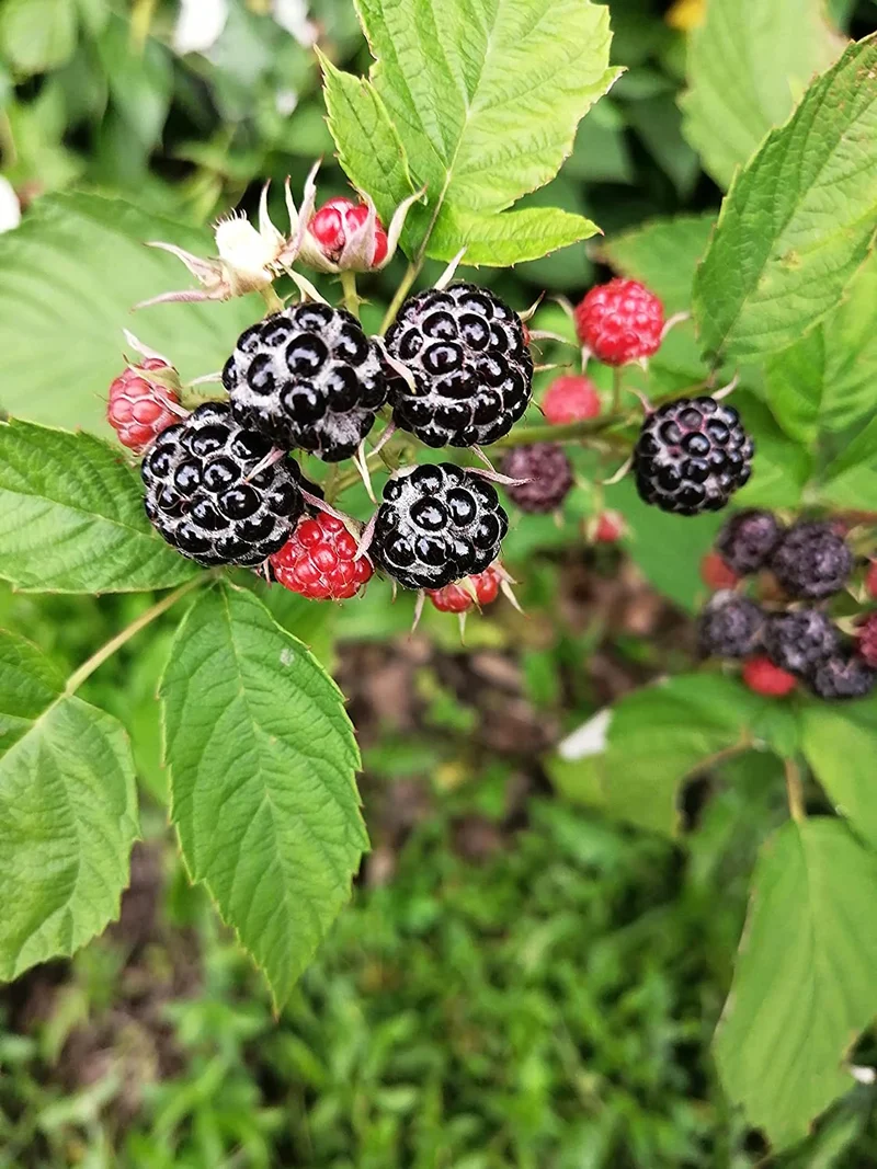 Whitebark Black Raspberry Fruit Seeds