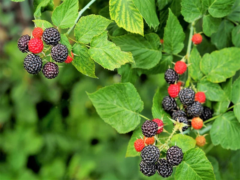 Whitebark Black Raspberry Fruit Seeds